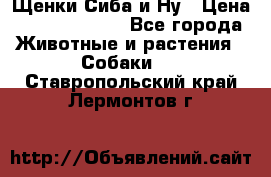 Щенки Сиба и Ну › Цена ­ 35000-85000 - Все города Животные и растения » Собаки   . Ставропольский край,Лермонтов г.